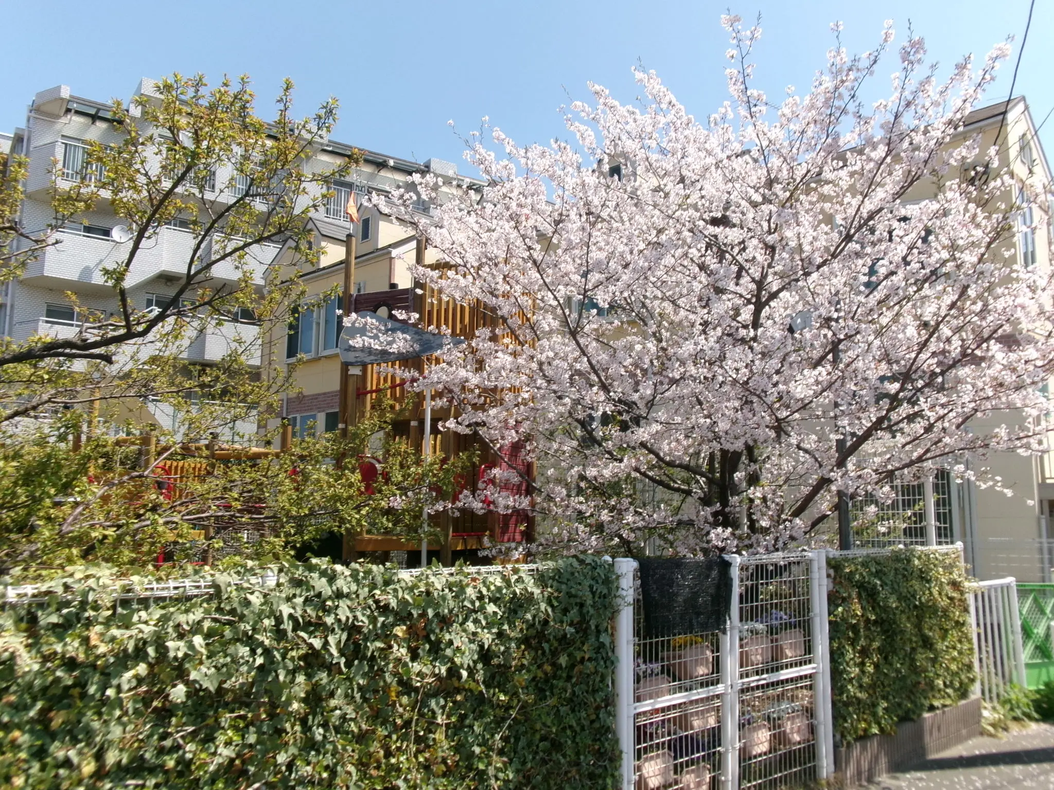 梅の木保育園の四季の風景